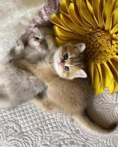 We are not fighting we are just playing