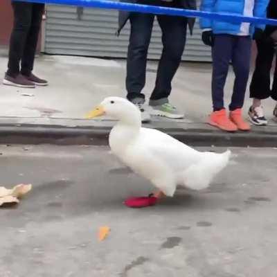 American duck named Wrinkle becomes the first duck to run in the New York Marathon.