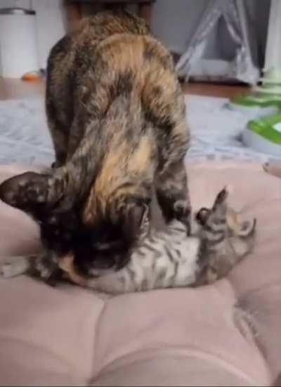 Based HSTS transbian boymoders being approached by cringe AGP roided bishit gigahons or something idk this is really cute