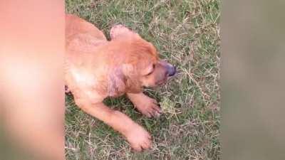 Cute Dog Is Making Waves