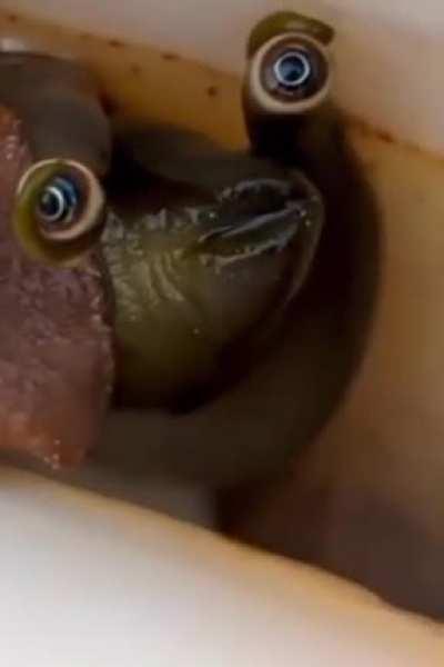 The eyes of a conch