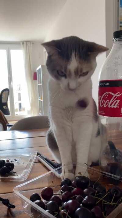 this cat playing with cherry stems