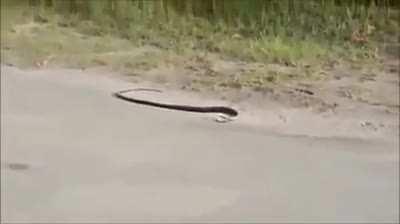 Venomous Snake Killing Itself.