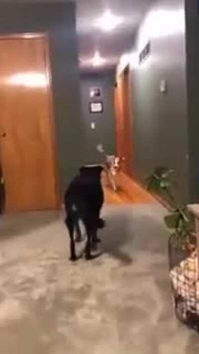 Young dog lays toys for older dog so it can join the fetch