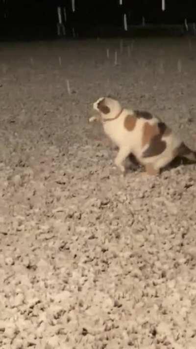 My cat experiencing snow for the first time.