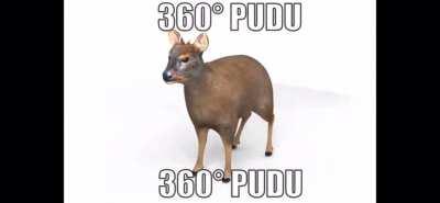 Pudu 360 per il mio amico ratorix