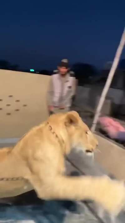 Guy shows off his pet Lion to his buddy.. doesn’t go great..
