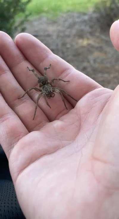 Shaky video, but a very cute wolf gal