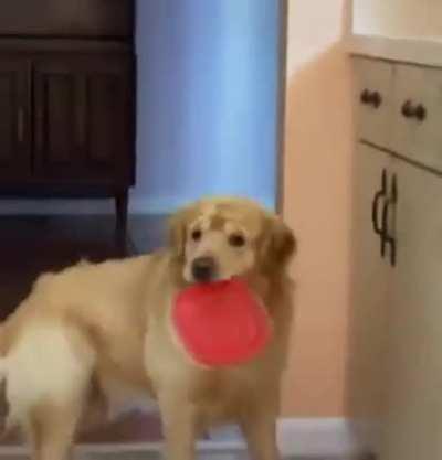 what are you doing doggo