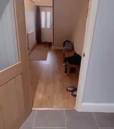 Are cat zoomies welcome?