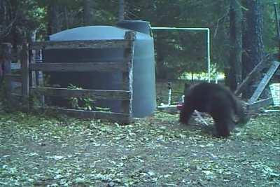 bear gets hit in the nut while playing with rope