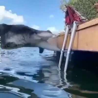 To stay on dry land