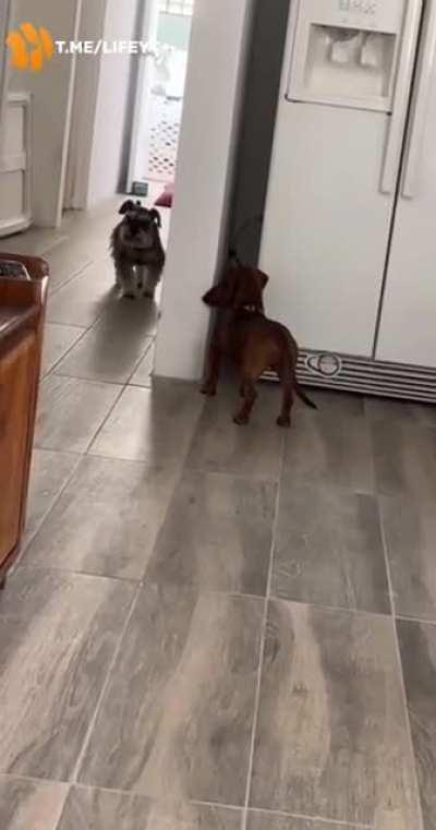 Two best friends play hide and seek🔎❤️😏