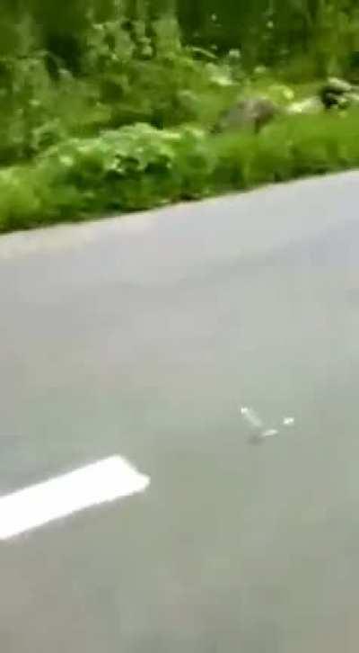 Tiger jumps out and chases motorcycle in Kerala, India.