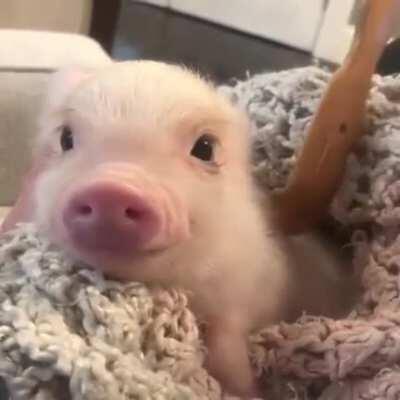 The glance of true love