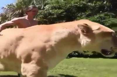 This Liger, which is the product of a male lion and a female tiger, and is the largest feline species in existence