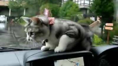 Daily dose of antidepressant