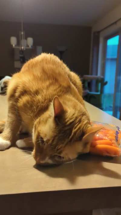 Why do cats love carrots so much?