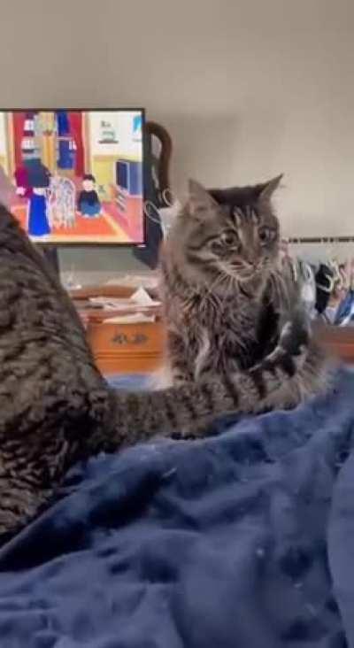 When I saw this I was just as surprised as the cat in the back haha