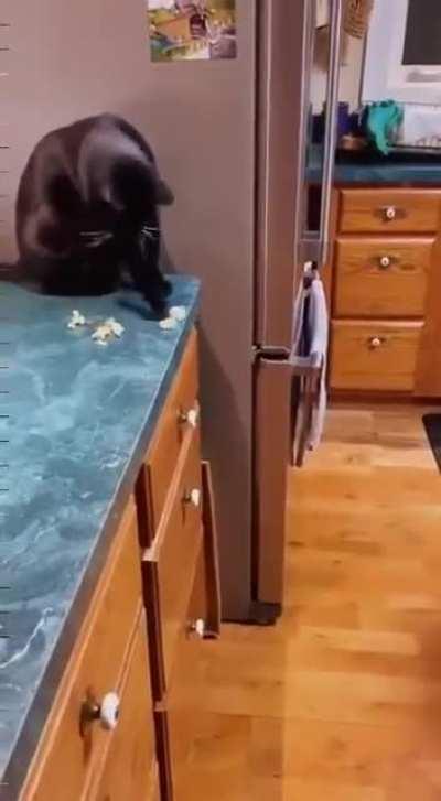 who feeds the dog? Me!!!😂😂