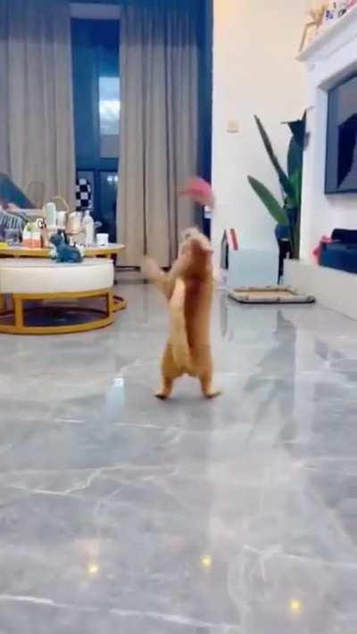 What did you do to the cat now?