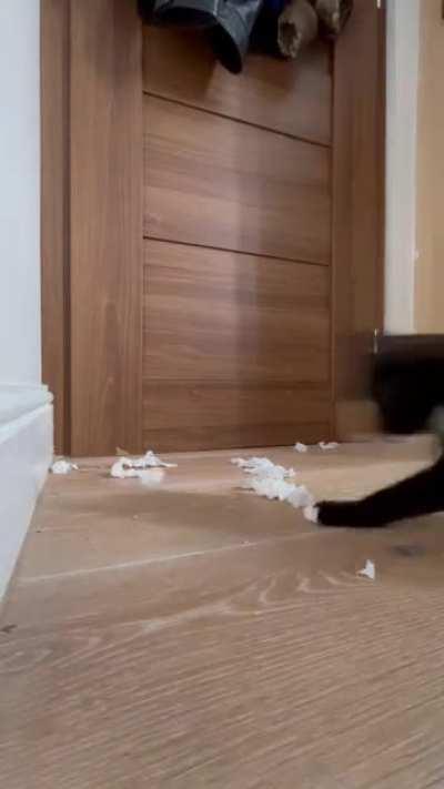 Epic angle on my cat getting startled during play