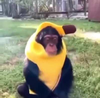 MACACO VESTIDO DE BANANA!!!!!!!!!!!!!!!!!!!!!!!!!!!!!