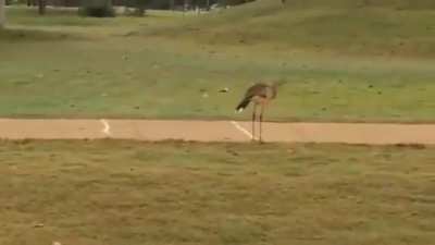 This bird has just discovered that golf balls bounce on concrete and he’s absolutely loving it