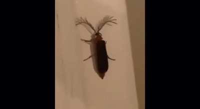 omg 😳 kda kha’zix leaked