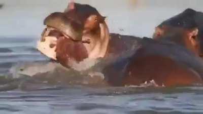 Hippo unfortunately killing the offspring of the old alpha after gaining dominance as the new.