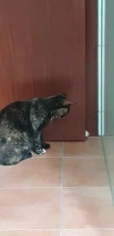 I can't even go to the bathroom in peace, its always these two idiots tapping each other at the door