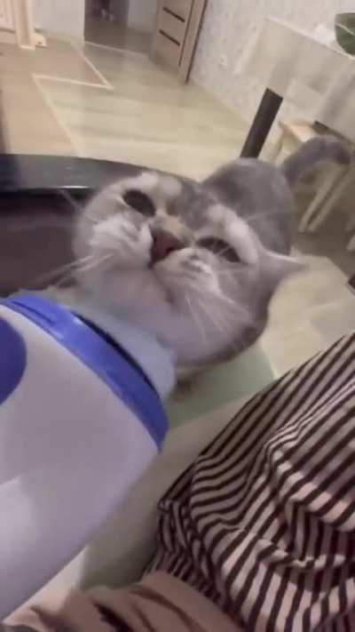 The cat summoning machine