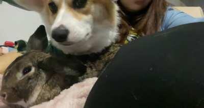 Bunny + Corgi = best friends