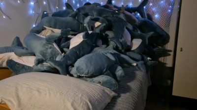 I'm with the shark team