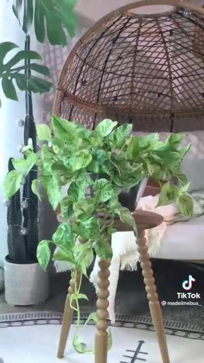 Time-lapse of plants