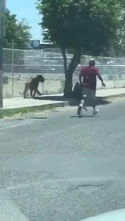 Tiger escapes in Mexico