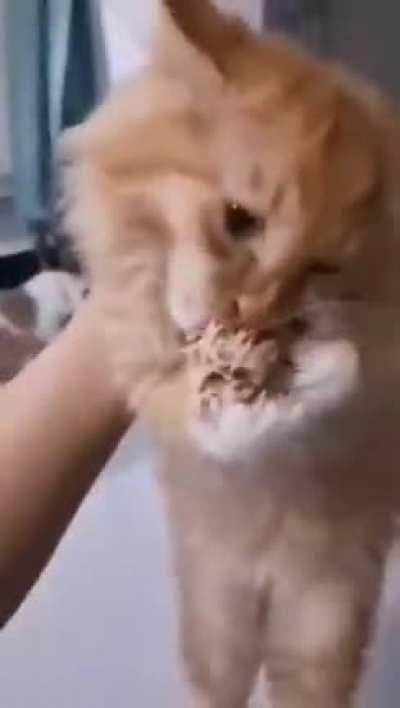 next time eat a salad