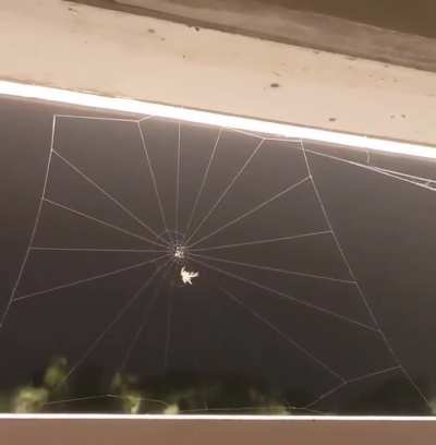 A spider making web.
