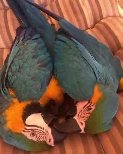 Hey Am paul I've two kids Lin and Rose fo adoption. I'm presently at san jose California got a new job in which i hardly spend enough time with them an a friend of mine recommended me on Reddit where i could find caring home for them. Thank y'all if you'r