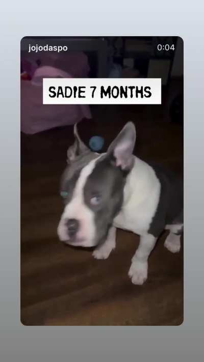 7 MONTHS SADIE