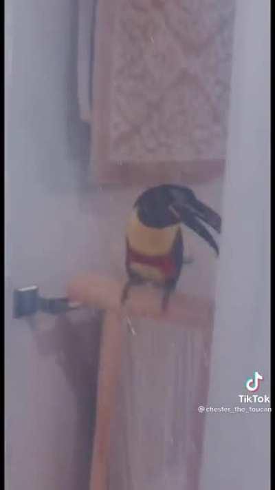 Beakosaurus partying in shower