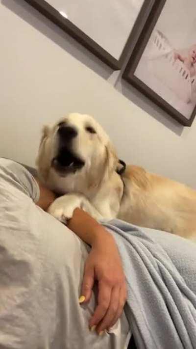 Half Husky half Golden but 100% Husky level tantrums 😂