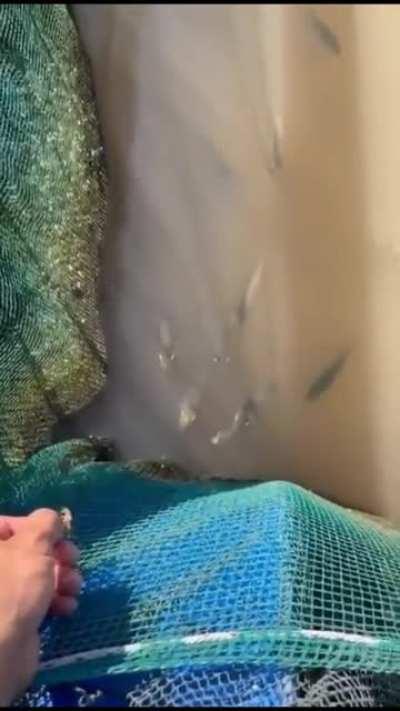 The accuracy is incredible, archer fish are so cool