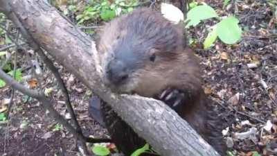 Beaver chewing through a tree branch