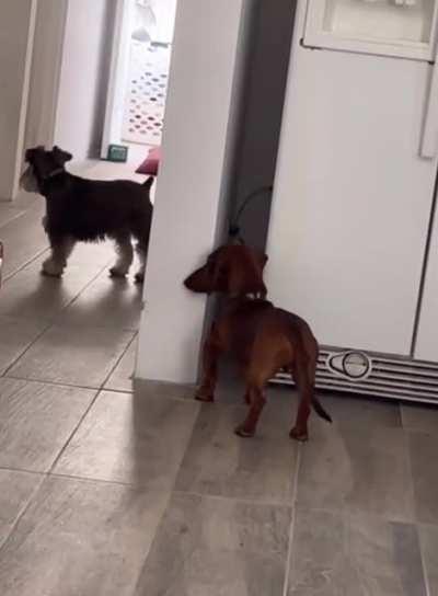 Doggos playing hide and seek