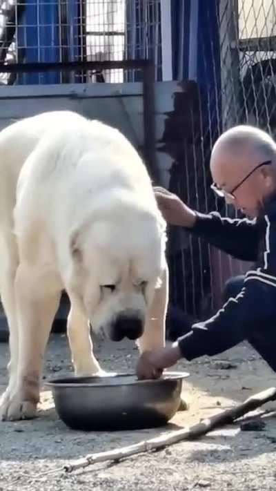 Absolute big nice dog