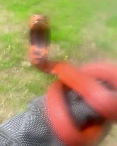 What could go wrong holding a spitting cobra?