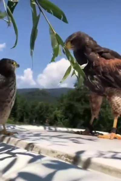 Wild Kestrel picks a fight with a Harris Hawk.