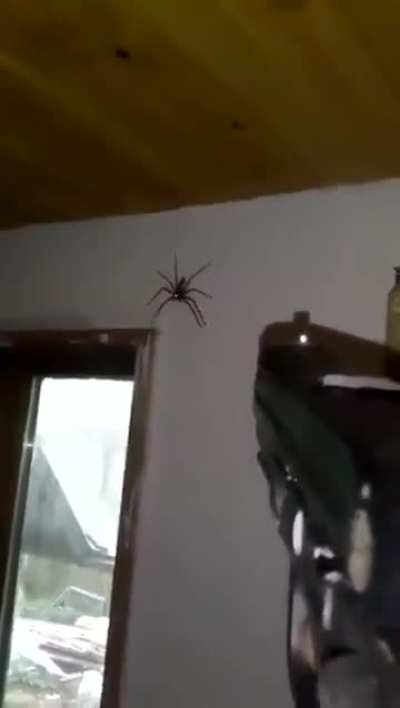 If Lazarbeam saw a spider