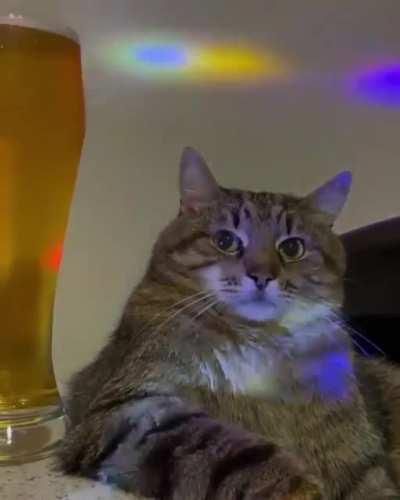 Me watching gachies and weebs dancing in chat